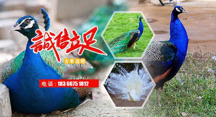 無縫鋼管價錢穩中偏弱款式未變